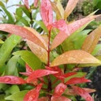 Pucuk Merah - Facebook