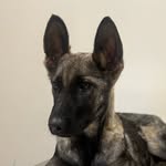 @lifeofmyratheshepherd - Instagram