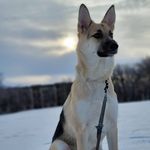Myra 🐾 - @myra_theshepherdmix - Instagram
