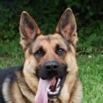 @myra_german_shepherd - Instagram