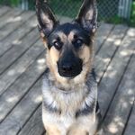 Myra - @myratheshepherd - Instagram
