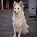 Myra - @myrathewhiteshepherd - Instagram