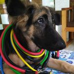 Myra The German Shepherd 💖🐺 - @myraathegsd - Instagram