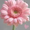 Myriam Rangel - @myriam.rangel10 - TikTok