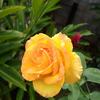 myrna blanco blanco - @myrna.blanco.blan - TikTok