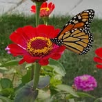 Myrna Pearson - Facebook