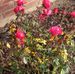 Myron SouthernCare Landscaping Wiggins - Facebook