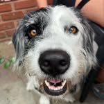 Myrtle Turtle - @myrtle.theminibernard - Instagram
