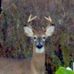 Myrtle Bush - Facebook