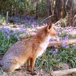 Myrtle Wood Bushcraft - @myrtlewoodbushcraft - Instagram
