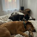 Cashew and Harper and Myrtle - @harper_cashew_myrtle - Instagram