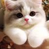 Myrtle Cormier - @myrtle.cormier - TikTok