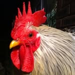 Myrtle Maynard - @myrtle.maynard.35 - Instagram