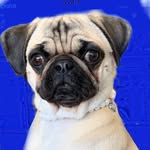 Myrtle Monroe 🐾 - @pugwithpearls - Instagram