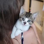 turtle the cat aka turbo turd baby boy turt mcgurt - @turtlemyrtlemcgowen - Instagram