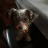 Myrtle Shields - @myrtle.shields5 - TikTok