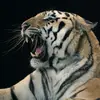 Myrtle Beach Safari - @myrtlebeachsafari - TikTok