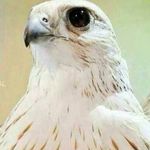 ماهر ابو خالد - @nabil.alali.7161 - Instagram