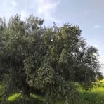 Nabil Amara - Facebook