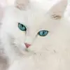 Nabil Amara - @nabilamara45 - TikTok