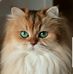 Nabila Boulos - Facebook