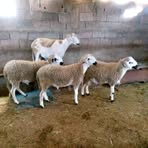 Nabil Hamama - Facebook