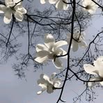 Nabil Lee - Facebook