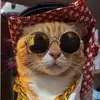 🐈momo🐈 - @nabilsaidi71 - TikTok