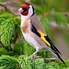 Nabil Talha - @nabil.talha6 - TikTok
