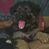 Pet's 🐶 lovers ❤️ - @nadabgill7 - TikTok