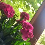 Nada Hammoud - @nadahammoud6220 - Instagram