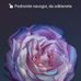 Nada Tomic - Facebook