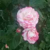 nadadavidovic378 - @nadadavidovic378 - TikTok