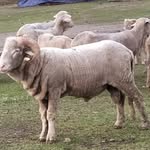 NADEEM RESHI - @reshi__sheep__breader - Instagram