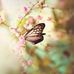 Nader Baha - Facebook