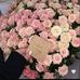 Nater Dahan - Facebook