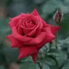 naderemami0 - @naderemami0 - TikTok
