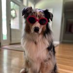 Nadia Albert - @sarahandcharlieaussiebears - Instagram