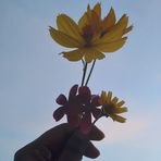 Nadia Anjum - Facebook