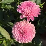 Nadia Ashour - @nadia.ashour.46 - Instagram