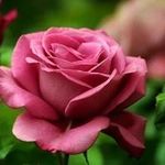 Nadia Ashour - @nadia.ashour.754 - Instagram