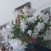 Nadia Ballarin - Facebook