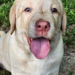 Nadia Vicki Bauer - @labradors_pupps - Instagram