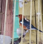 Nadi Birds - Facebook