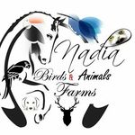 Nadia Birds & Animals Farms - @nadia_birds_animals_farms - Instagram