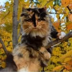 Nadia Danial - @nadiadanial7352 - Instagram