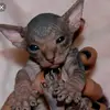 NADIA - @nadiadiamond1234 - TikTok