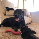 Nadia, Asha, Saki, and Dillon - @pouncersociety - Instagram