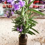 Nadine Dillon - @essentialsbydnadz - Instagram