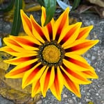 Nadine Donovan-Agiesta - @personalised_plant_mami - Instagram